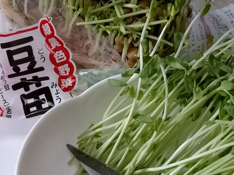 豆苗を使ったあと水栽培☆で育てられますよ♪